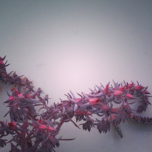 Echeveria_Afterglow_01_2014_