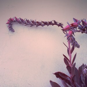 echeveria_afterglow_02_2014