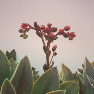 echeveria_afterglow_03_2014