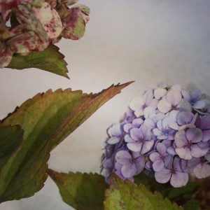 hydrangea_01_2014