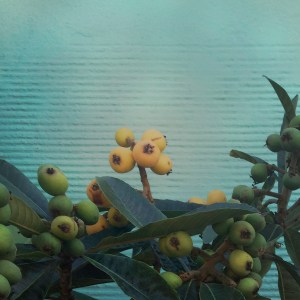 loquats_01_2015